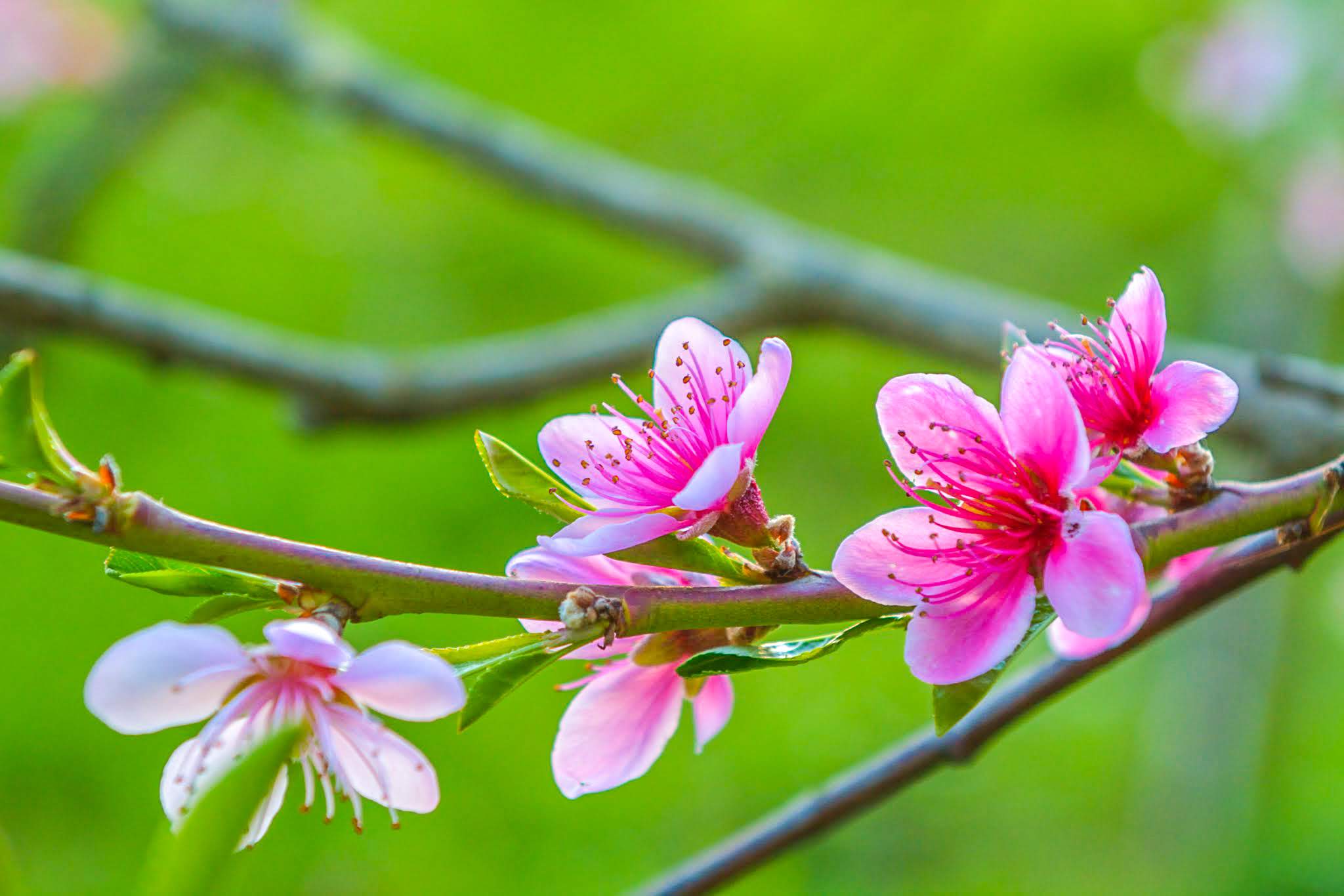 First Day of Spring, “Rishun”