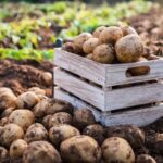 Potato Planting Legacy Farm in Pennsylvania